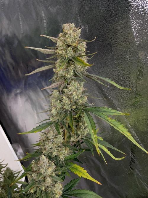 Galaxy Brain, Mango Isle, and Redball.. Week 11