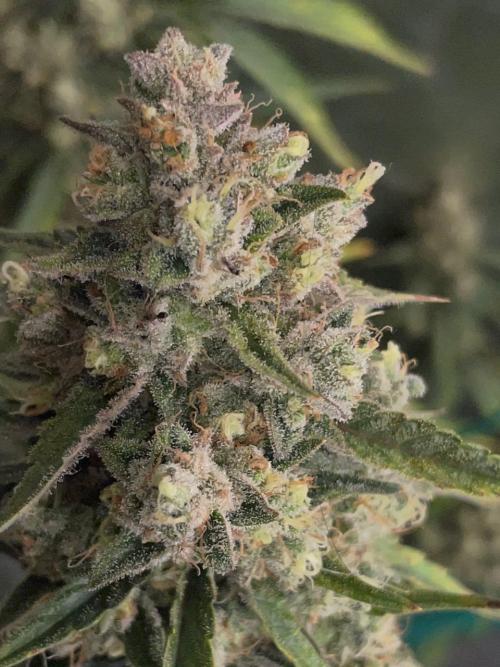 Galaxy Brain, Mango Isle, and Redball.. Week 11