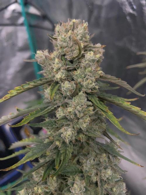 Galaxy Brain, Mango Isle, and Redball.. Week 11