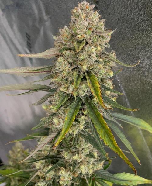 Galaxy Brain, Mango Isle, and Redball.. Week 11