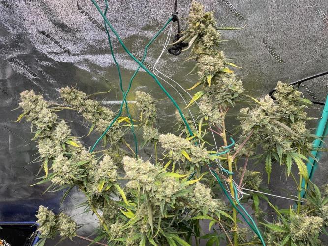 Galaxy Brain, Mango Isle, and Redball.. Week 11