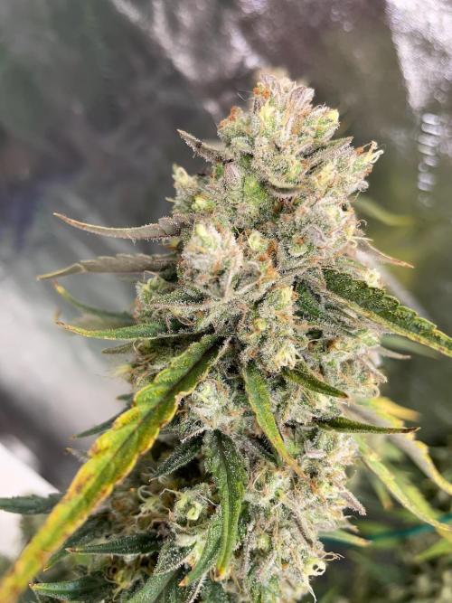 Galaxy Brain, Mango Isle, and Redball.. Week 11