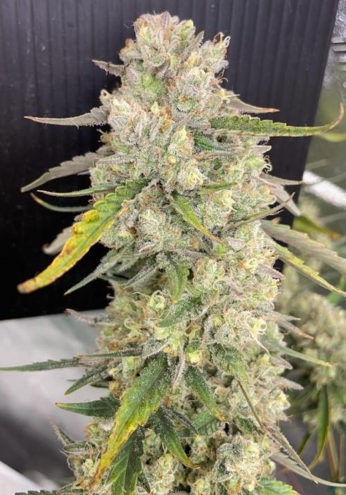 Galaxy Brain, Mango Isle, and Redball.. Week 11