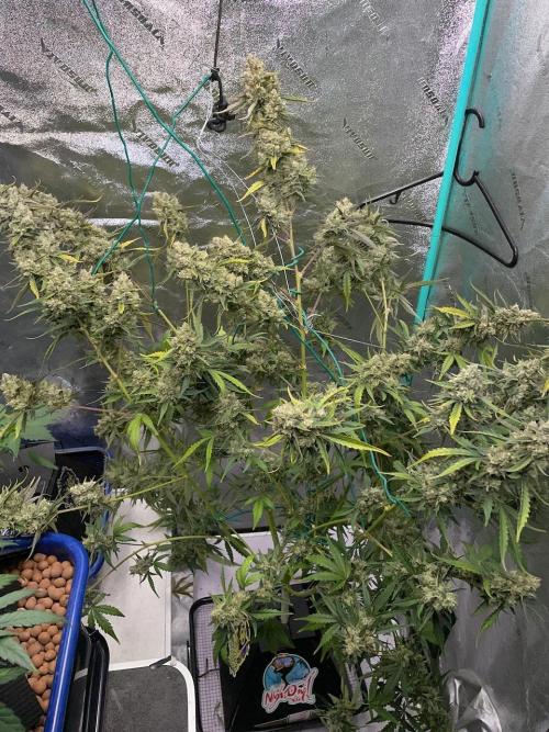 Galaxy Brain, Mango Isle, and Redball.. Week 11
