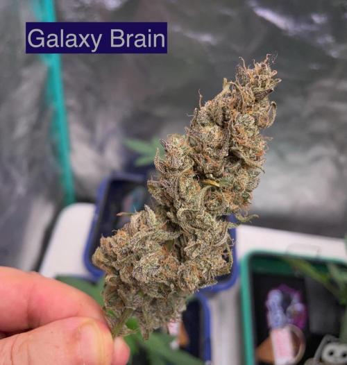 Galaxy Brain, Mango Isle, and Redball.. Week 11