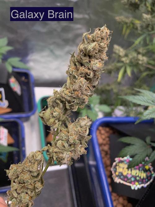 Galaxy Brain, Mango Isle, and Redball.. Week 11