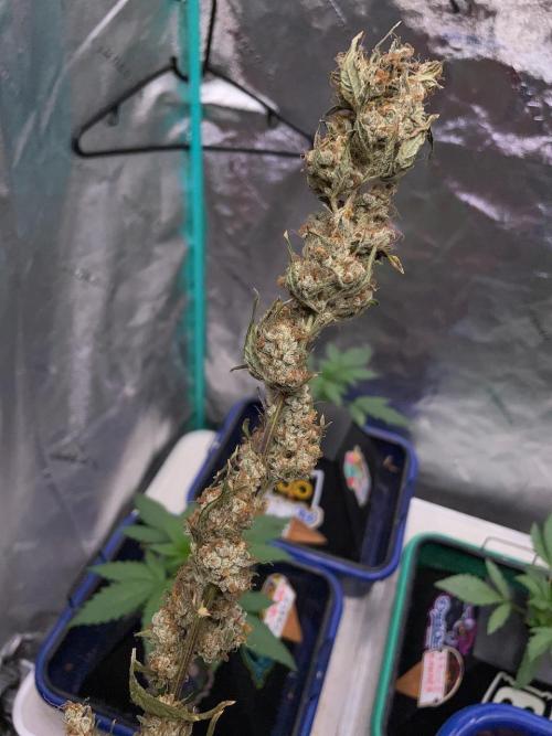Galaxy Brain, Mango Isle, and Redball.. Week 11