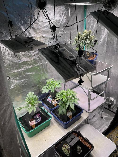 BB3, Cookies n Creamix, Mondo Smash. Week 3