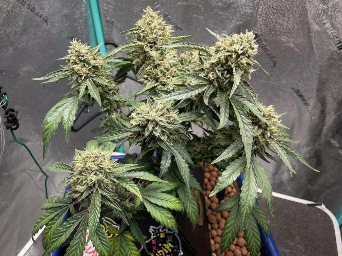 BB3, Cookies n Creamix, Mondo Smash. Week 3