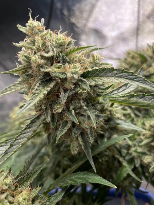 BB3, Cookies n Creamix, Mondo Smash. Week 3