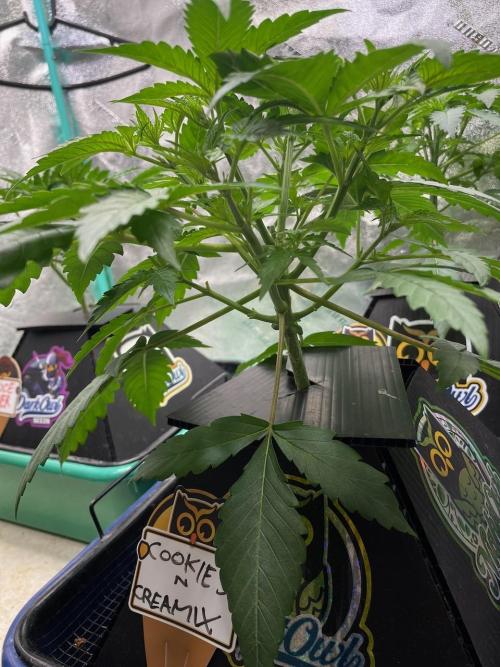 BB3, Cookies n Creamix, Mondo Smash. Week 3