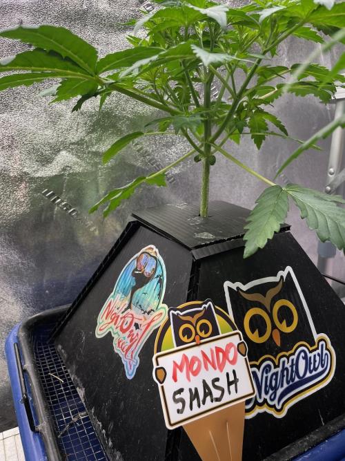 BB3, Cookies n Creamix, Mondo Smash. Week 3