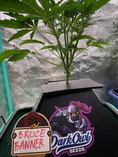 BB3, Cookies n Creamix, Mondo Smash. Week 3