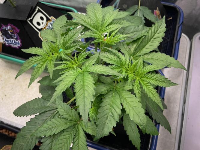 BB3, Cookies n Creamix, Mondo Smash. Week 3