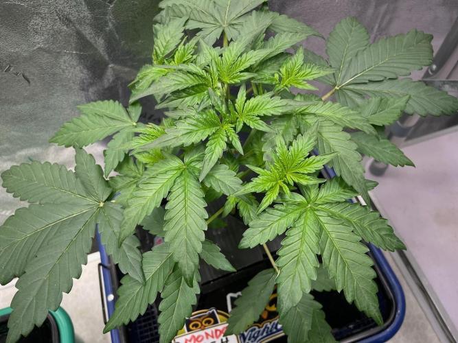 BB3, Cookies n Creamix, Mondo Smash. Week 3