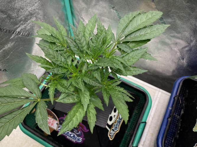 BB3, Cookies n Creamix, Mondo Smash. Week 3