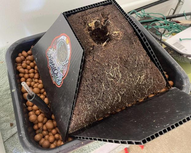 Plug-in-a-Tub: Compound V. Week 0