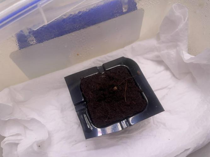Plug-in-a-Tub: Compound V. Week 0