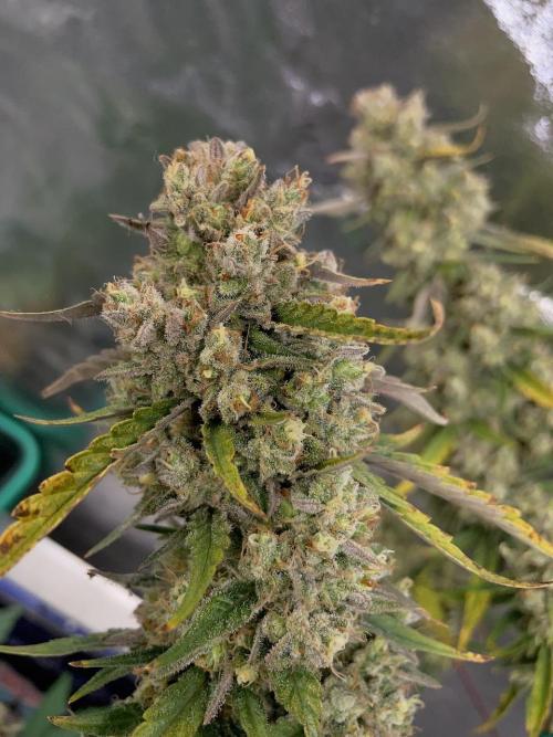 Galaxy Brain, Mango Isle, and Redball.. Week 12