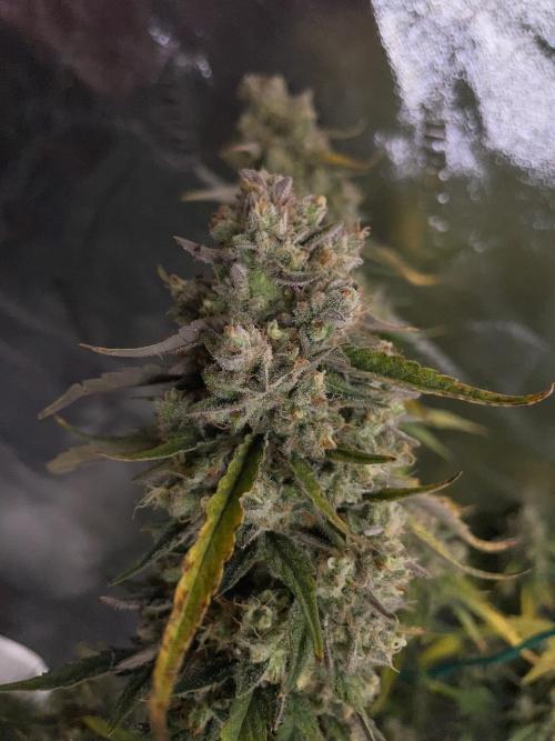 Galaxy Brain, Mango Isle, and Redball.. Week 12