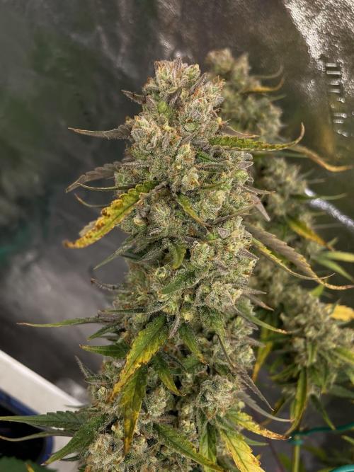 Galaxy Brain, Mango Isle, and Redball.. Week 12