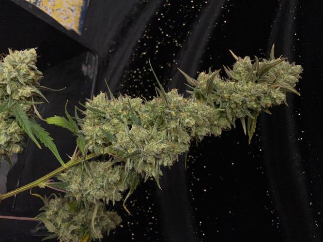Galaxy Brain, Mango Isle, and Redball.. Week 12