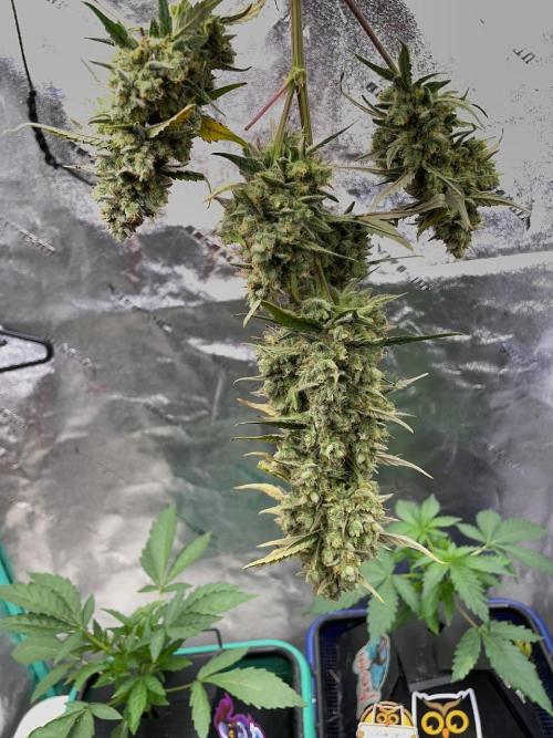 Galaxy Brain, Mango Isle, and Redball.. Week 12