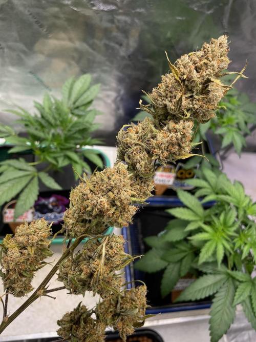 Galaxy Brain, Mango Isle, and Redball.. Week 12