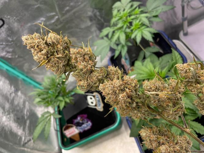 Galaxy Brain, Mango Isle, and Redball.. Week 12