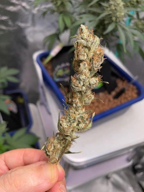Galaxy Brain, Mango Isle, and Redball.. Week 11
