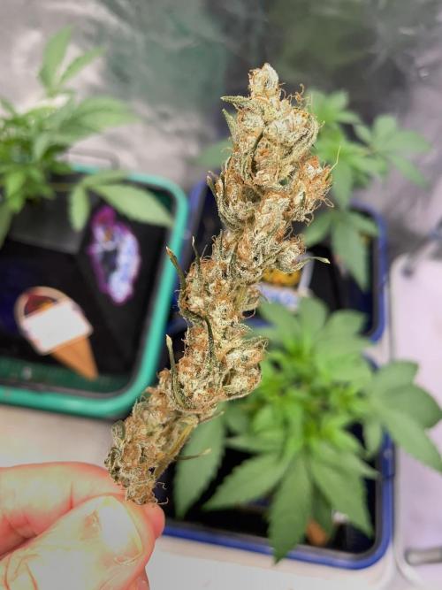 Galaxy Brain, Mango Isle, and Redball.. Week 11