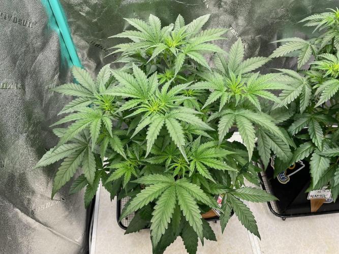 BB3, Cookies n Creamix, Mondo Smash. Week 4