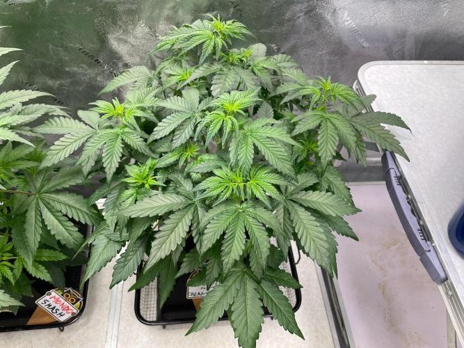 BB3, Cookies n Creamix, Mondo Smash. Week 4