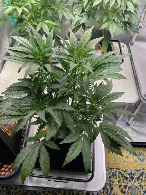 BB3, Cookies n Creamix, Mondo Smash. Week 4