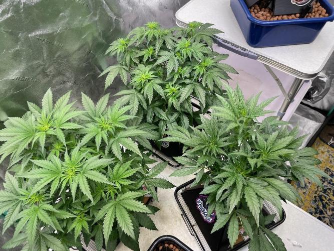 BB3, Cookies n Creamix, Mondo Smash. Week 4