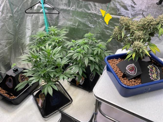 BB3, Cookies n Creamix, Mondo Smash. Week 4