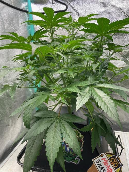 BB3, Cookies n Creamix, Mondo Smash. Week 4