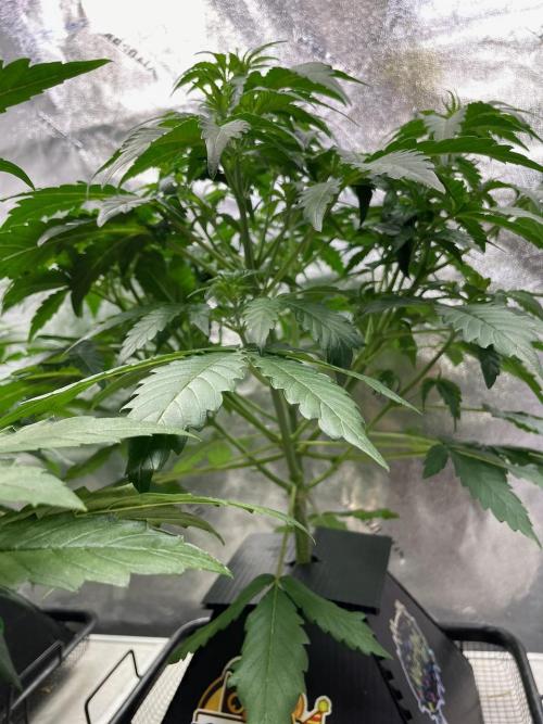 BB3, Cookies n Creamix, Mondo Smash. Week 4
