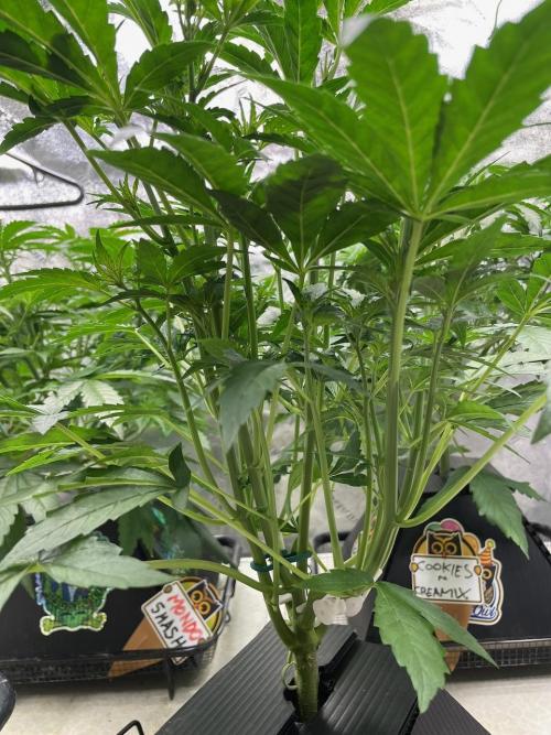BB3, Cookies n Creamix, Mondo Smash. Week 4