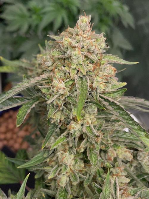 Plug-in-a-Tub: Compound V. Week 1