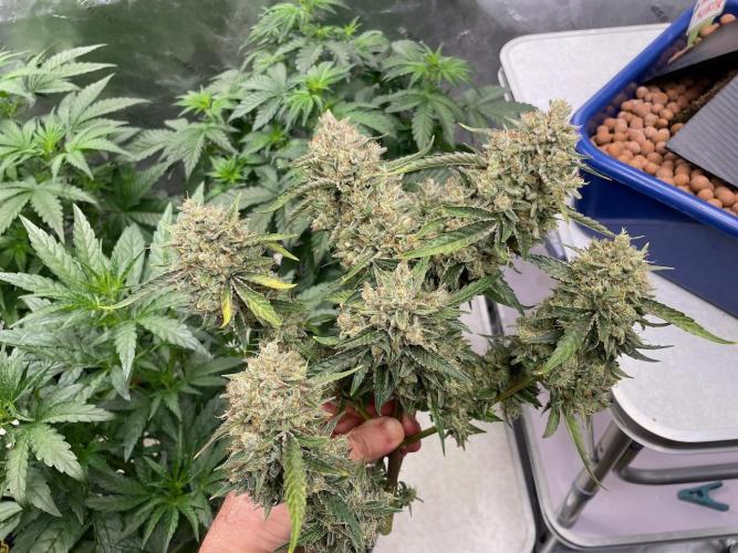 Plug-in-a-Tub: Compound V. Week 1