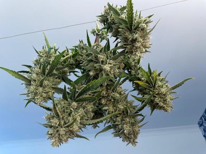 Plug-in-a-Tub: Compound V. Week 1
