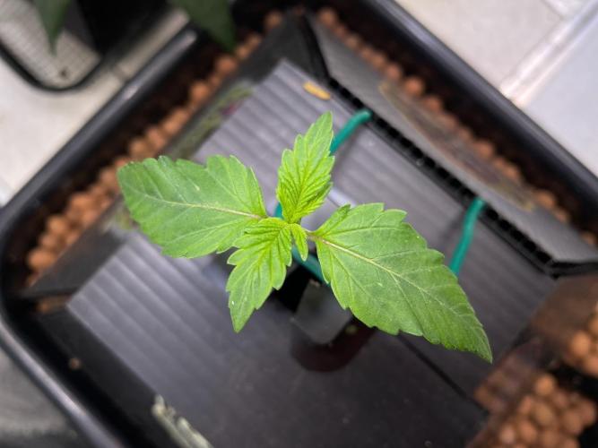 Plug-in-a-Tub: Compound V. Week 1