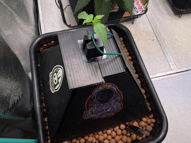 Plug-in-a-Tub: Compound V. Week 1