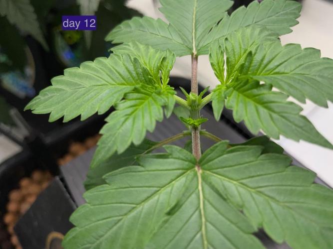 Plug-in-a-Tub: Compound V. Week 2