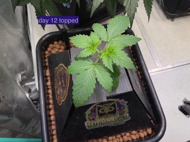 Plug-in-a-Tub: Compound V. Week 2