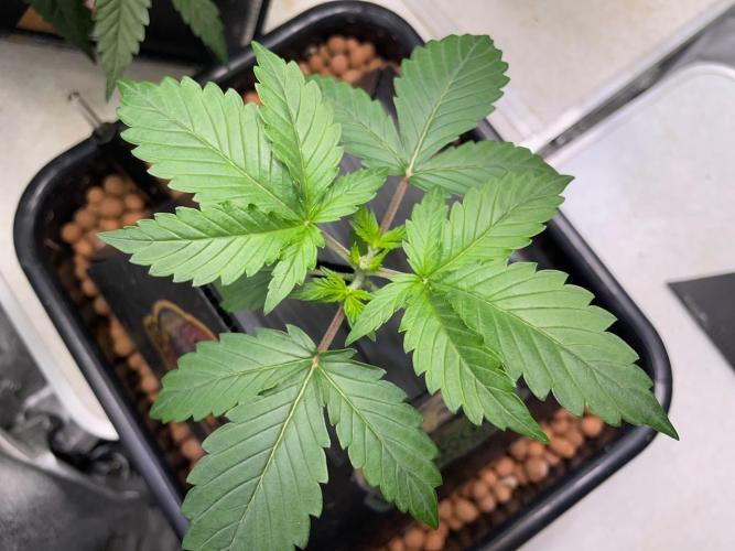 Plug-in-a-Tub: Compound V. Week 2