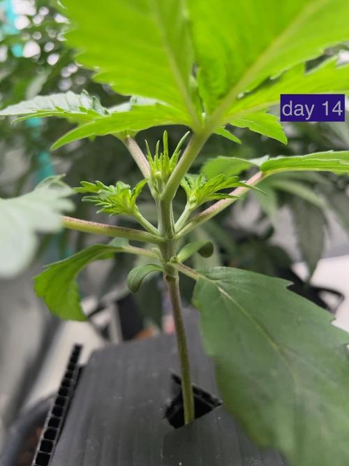 Plug-in-a-Tub: Compound V. Week 2