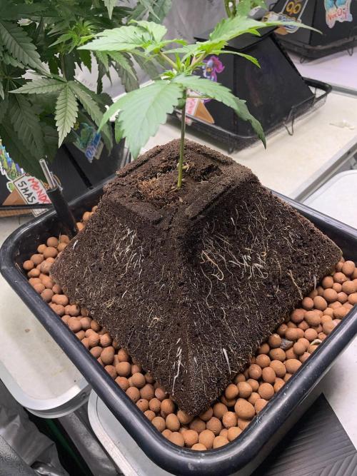 Plug-in-a-Tub: Compound V. Week 2