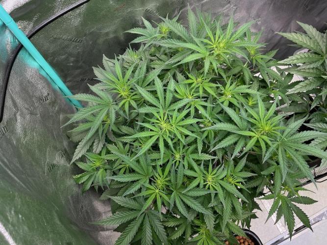 BB3, Cookies n Creamix, Mondo Smash. Week 5